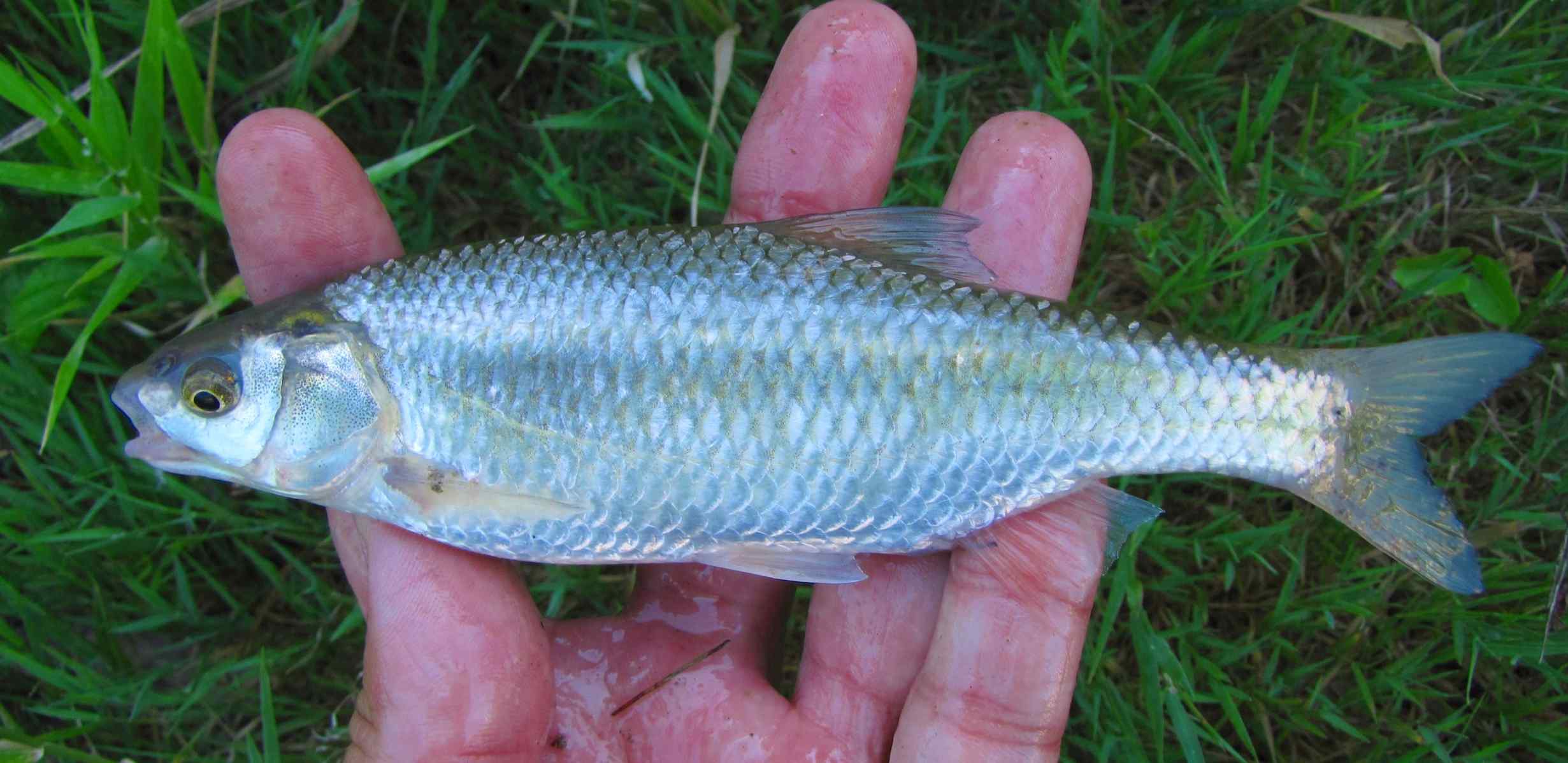 Identificazione Ciprinidi